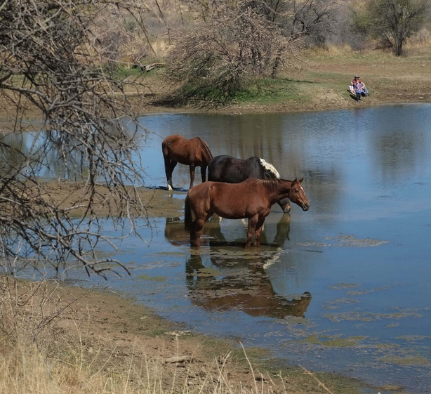 Horses Dam Elisenheim Lifestyle Estate 